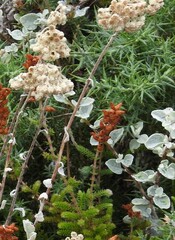 Helichrysum petiolare