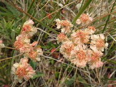 Eriogonum androsaceum
