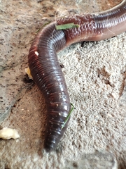 Lumbricus rubellus