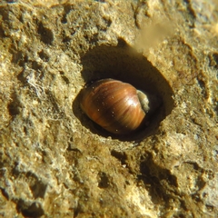 Melarhaphe neritoides