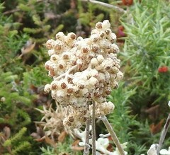 Helichrysum petiolare