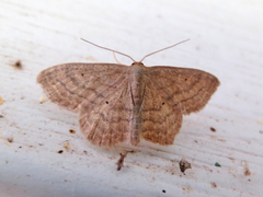 Scopula inductata