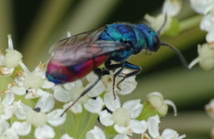 Chrysis analis
