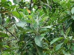 Varronia cylindrostachya