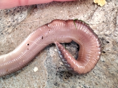 Lumbricus rubellus