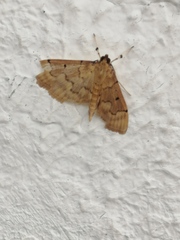 Herpetogramma dorsipunctalis