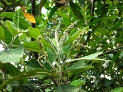 Varronia cylindrostachya