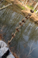 Aureolaria virginica