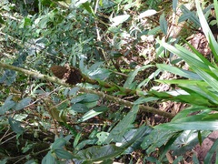 Guzmania triangularis