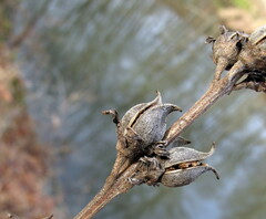 Aureolaria virginica