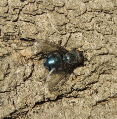 Calliphora