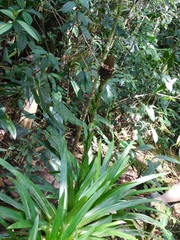 Guzmania triangularis