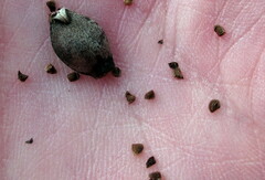 Aureolaria virginica