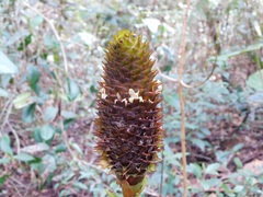 Guzmania triangularis