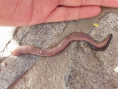 Lumbricus rubellus