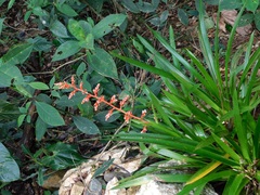 Guzmania delicatula