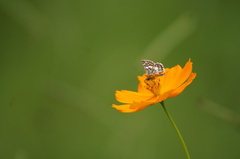 Burnsius orcynoides