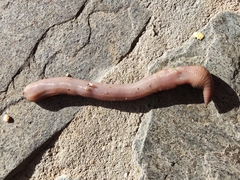 Lumbricus rubellus