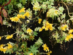 Sedum palmeri