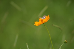 Burnsius orcynoides