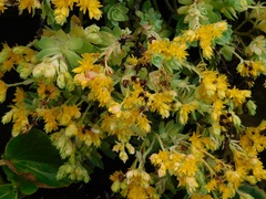 Sedum palmeri