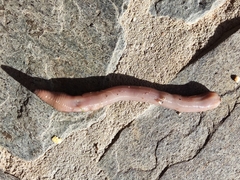 Lumbricus rubellus