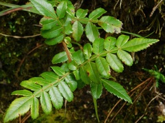 Weinmannia pubescens