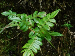 Weinmannia pubescens