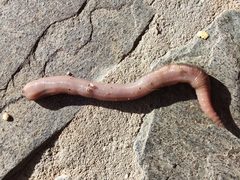 Lumbricus rubellus