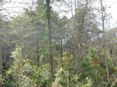 Cupressus lusitanica