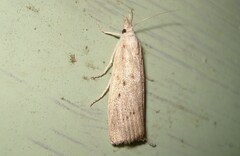 Calamotropha paludella