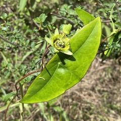 Passiflora sexocellata