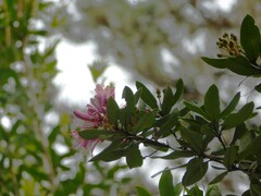 Bejaria aestuans