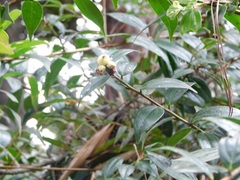 Cavendishia bracteata