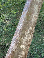 Bursera