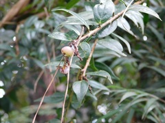 Cavendishia bracteata