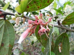 Cavendishia pubescens