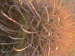 Gnathamitermes