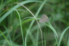 Cissia
