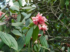 Cavendishia pubescens