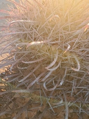 Gnathamitermes