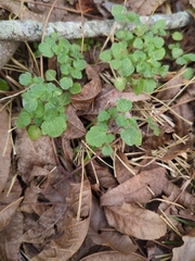 Veronica hederifolia