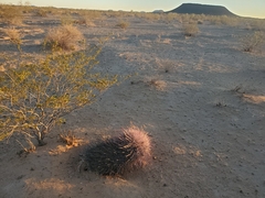 Gnathamitermes