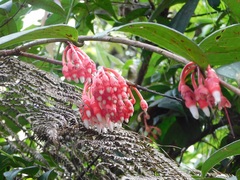 Psammisia macrophylla