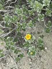 Borrichia arborescens