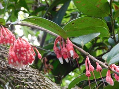 Psammisia macrophylla