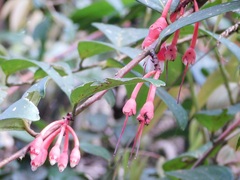 Psammisia macrophylla