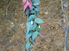 Sphyrospermum buxifolium
