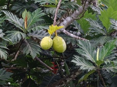 Artocarpus communis image