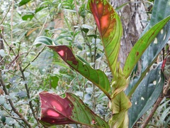 Columnea dimidiata